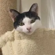 かめこう
