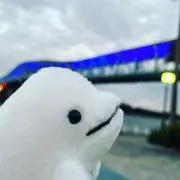 Solaの画像