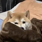 みっちゃんの画像