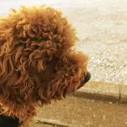 ティラノの画像