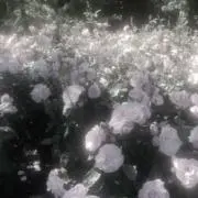 りりの画像