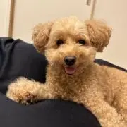 シエルパパ