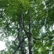 すなお