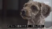 たかしちゃんの画像