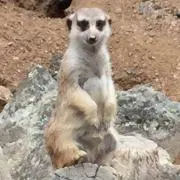 ドナルドの画像