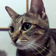 ちゃっぽんくろこの母