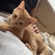 はる