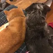 あきとい