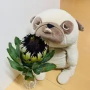 ぶーちゃん