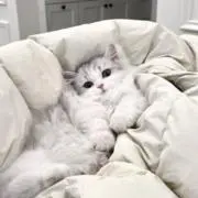 nyan♡の画像