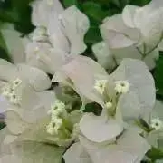 ペルコの画像