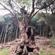 乃愛叶亜