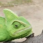 ぱっつ