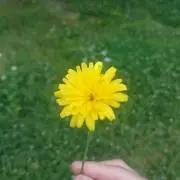 クミの画像