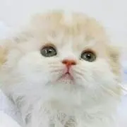 ショコラの画像