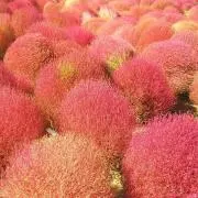 KOKIAの画像