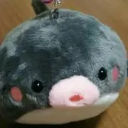 めぇこの画像