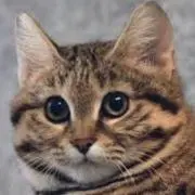 くろあしねこ