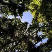 フジファ