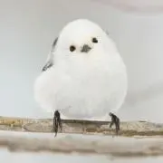 Lunaの画像