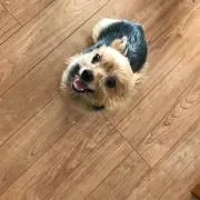 まきぷっぷの画像