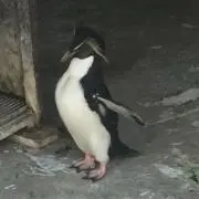 コウテイペンギンの画像