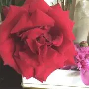 弐進堂の画像