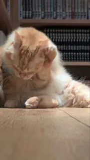 白の画像