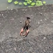 たぬきちの画像