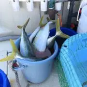 ノゾミの画像