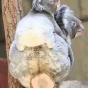 じーまみー豆腐の画像