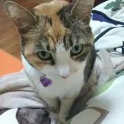 アイちゃん