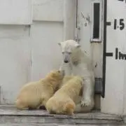 ニーナ