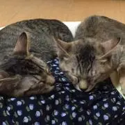 ナナモモの画像