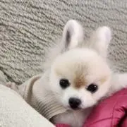 まめわんこ