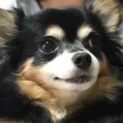 まゆみの画像