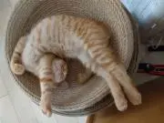 かつの画像
