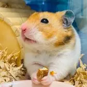 chumib0