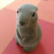フラぱぱの画像