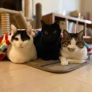 チプタの画像