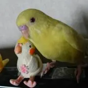 ソラレモの画像