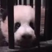 まんまるちゃんの画像