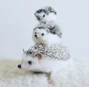 sh