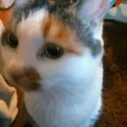まめの画像