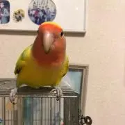 ちょこの画像
