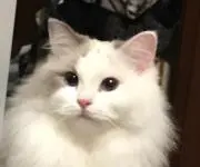 ピンクの麒麟