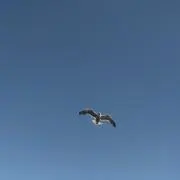 ごんちゃんの画像