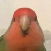 まきの画像