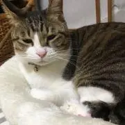 まこの画像