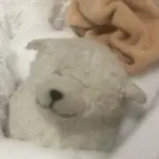 けだまの画像
